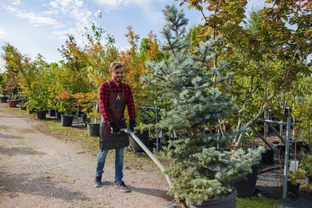 Best Stump Grinding and Removal  in Prudhoe Bay, AK